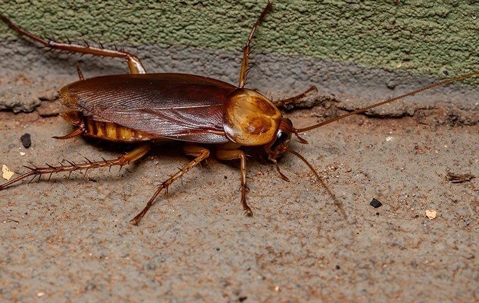 roach