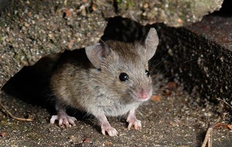 rodent