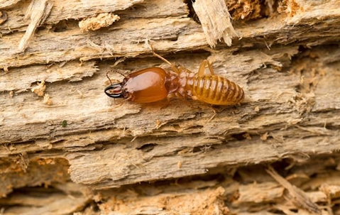 termite