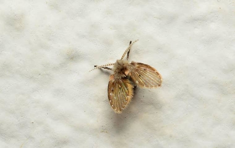 drain fly