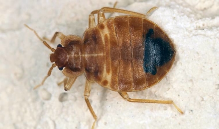 Bed Bugs