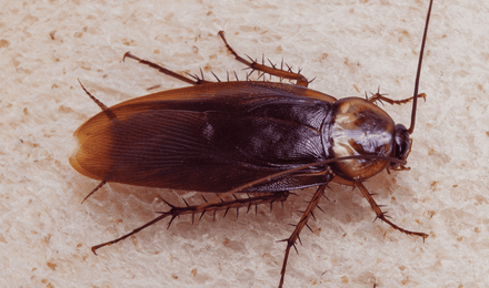 Cockroaches