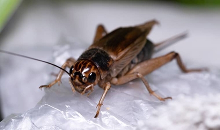Crickets