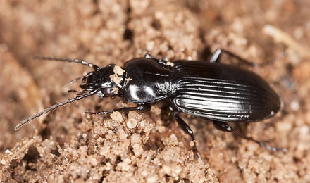 Ground Beetles